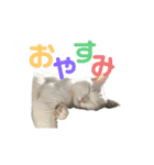 げんきげんきたんたん（個別スタンプ：5）