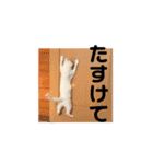 げんきげんきたんたん（個別スタンプ：9）