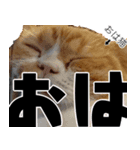 ホラ猫教スーパースタンプ（個別スタンプ：29）
