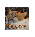 ホラ猫教スーパースタンプ（個別スタンプ：31）