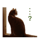ホラ猫教スーパースタンプ（個別スタンプ：32）