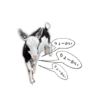 BONDS第3段！！（個別スタンプ：5）