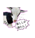 BONDS第3段！！（個別スタンプ：7）