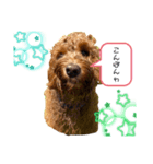 お友達♡くまおさん➁（個別スタンプ：1）