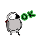 ぴよぴよヨウム（個別スタンプ：1）