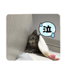 ちゃちゃししスタンプ（個別スタンプ：8）