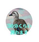 ちょっと連絡ですNo.2（個別スタンプ：3）