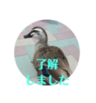ちょっと連絡ですNo.2（個別スタンプ：6）