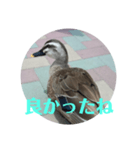 ちょっと連絡ですNo.2（個別スタンプ：7）