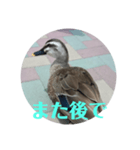 ちょっと連絡ですNo.2（個別スタンプ：8）