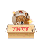 うちのワンコと仲間たち（個別スタンプ：3）