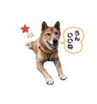 うちのワンコと仲間たち（個別スタンプ：10）