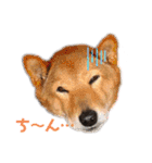うちのワンコと仲間たち（個別スタンプ：11）