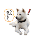 うちのワンコと仲間たち（個別スタンプ：16）