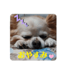 ☆私のミルちゃん☆（個別スタンプ：1）