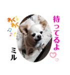 ☆私のミルちゃん☆（個別スタンプ：11）
