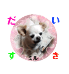 ☆私のミルちゃん☆（個別スタンプ：14）