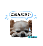☆私のミルちゃん☆（個別スタンプ：15）