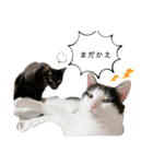 まるぽっぷ（個別スタンプ：14）