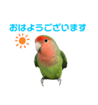 敬語で話すコザクラインコ（個別スタンプ：1）