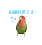 敬語で話すコザクラインコ（個別スタンプ：2）