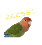 敬語で話すコザクラインコ（個別スタンプ：3）