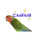 敬語で話すコザクラインコ（個別スタンプ：4）