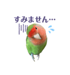 敬語で話すコザクラインコ（個別スタンプ：5）