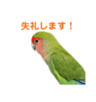 敬語で話すコザクラインコ（個別スタンプ：6）