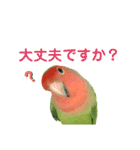 敬語で話すコザクラインコ（個別スタンプ：7）