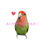 敬語で話すコザクラインコ（個別スタンプ：8）