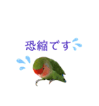 敬語で話すコザクラインコ（個別スタンプ：9）