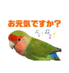 敬語で話すコザクラインコ（個別スタンプ：10）