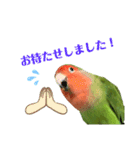 敬語で話すコザクラインコ（個別スタンプ：11）
