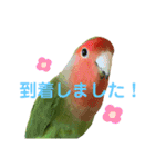 敬語で話すコザクラインコ（個別スタンプ：12）