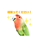 敬語で話すコザクラインコ（個別スタンプ：13）