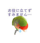 敬語で話すコザクラインコ（個別スタンプ：14）