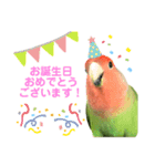 敬語で話すコザクラインコ（個別スタンプ：15）