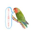敬語で話すコザクラインコ（個別スタンプ：16）