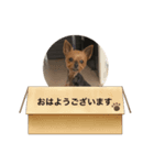 ききのすけスタンプ（個別スタンプ：1）