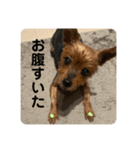 ききのすけスタンプ（個別スタンプ：7）