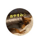 ききのすけスタンプ（個別スタンプ：8）