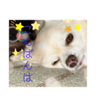 クラインのお話8（個別スタンプ：2）