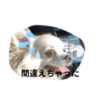 クラインのお話8（個別スタンプ：4）