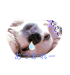 クラインのお話8（個別スタンプ：9）