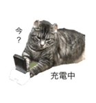 猫犬のつぶやき（個別スタンプ：1）
