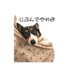 猫犬のつぶやき（個別スタンプ：3）