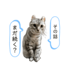 猫犬のつぶやき（個別スタンプ：4）