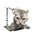 猫犬のつぶやき（個別スタンプ：6）