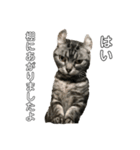 猫犬のつぶやき（個別スタンプ：7）